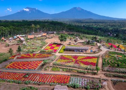 sukses agrowisata